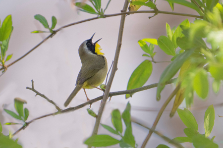 The Common Yellow Throat Announcing He is Bak