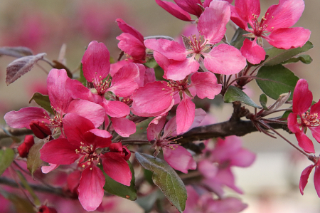 Red Blooms