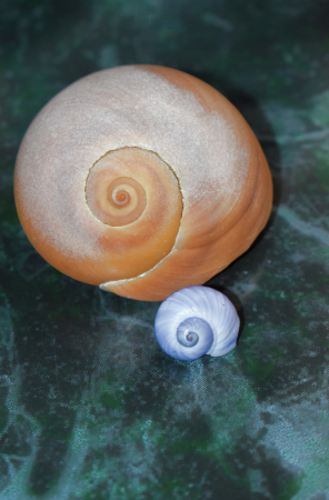 TWO SNAILS, TWO SIZES