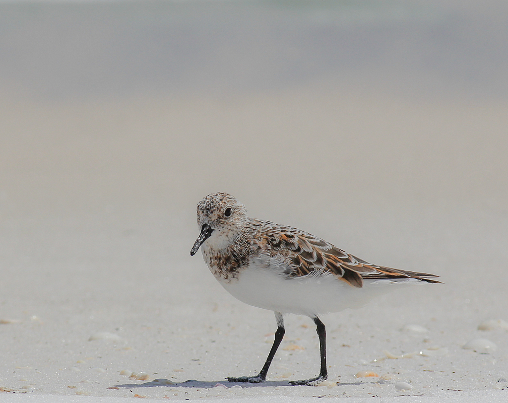 Shorebird