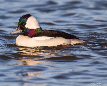 Bufflehead (male)