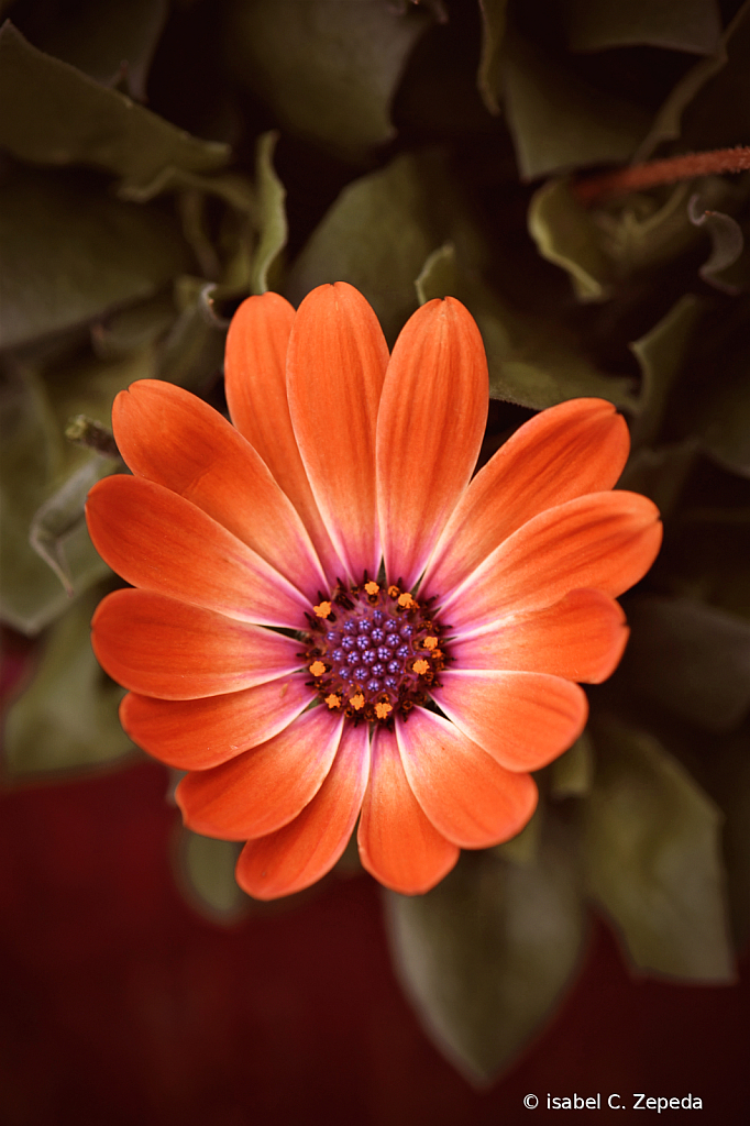 Beautiful in Orange