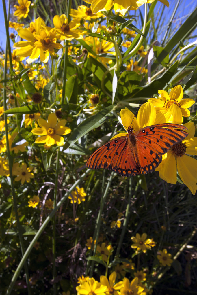 Butterfly on Yellow Blooms