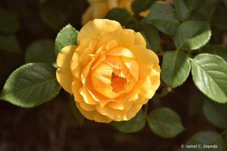 Yellow rose of Texas