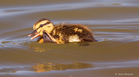 Duckling (couple of days old)