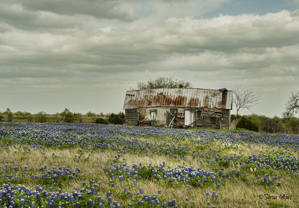 Old house and bluebonnets