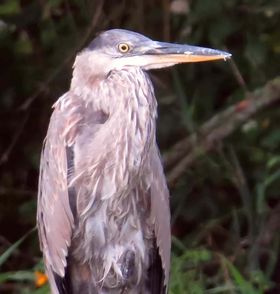 Heron Portrait