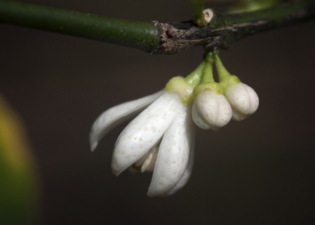 Hanging Blossoms