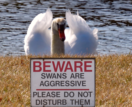Beware Of Swans