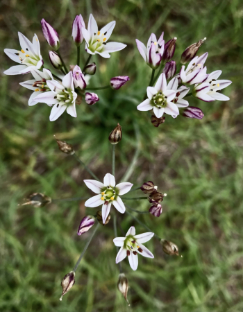 False Garlic