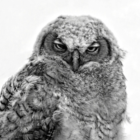 Black and White Owlet