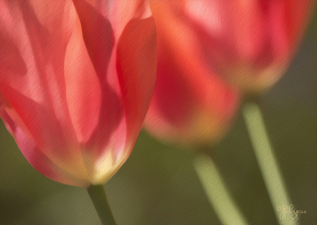 Artistic Tulips