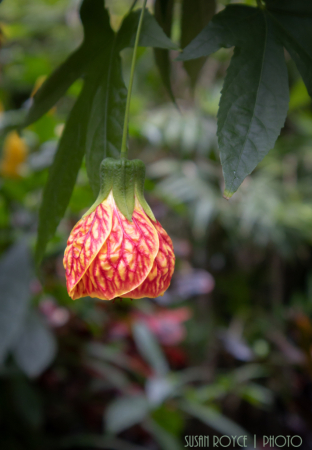 Belle of the Garden