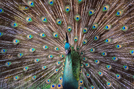 Peacock