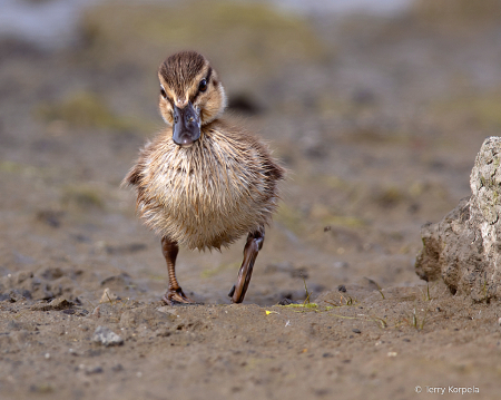 Just Another Little Quacker!!