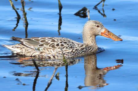 Northern Shoveler Female