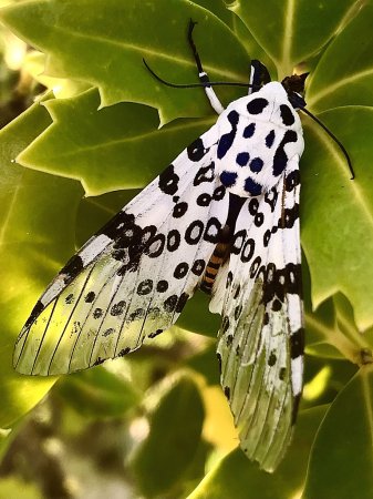 Giant leopard moth