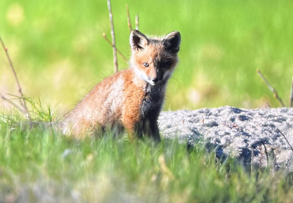 Baby Fox 