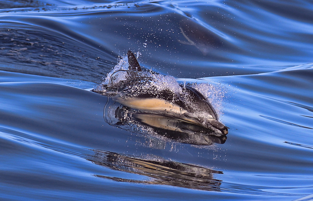 Dolphin and Calm Waters