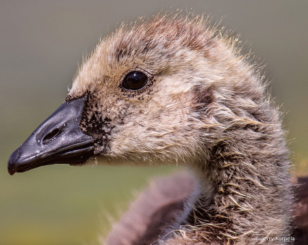 Gosling  (headshot)