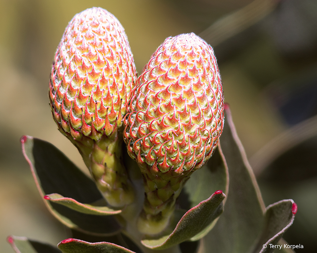 Santa Cruz Botanical Garden