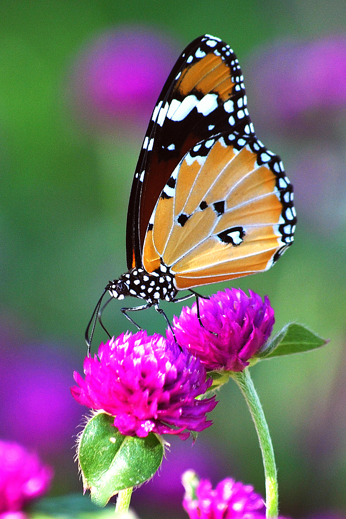 Colourful Butterfly