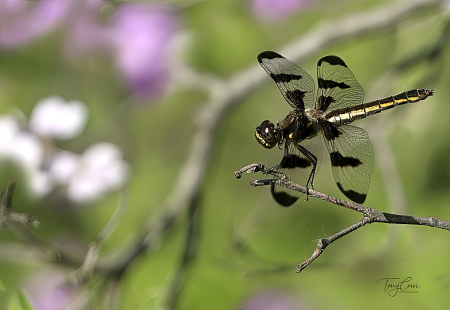 Twelve-spotted Skimmer