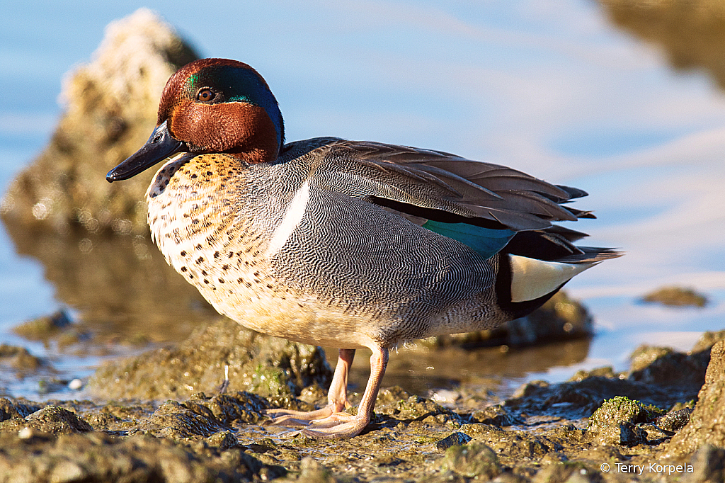 Green-winged Teal