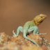 2Collared Lizard 4 - ID: 16002513 © Sherry Karr Adkins