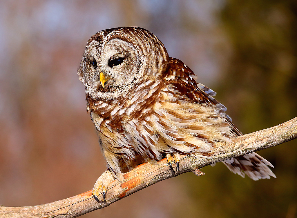 Barred Owl