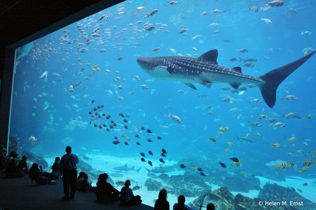 Georgia's supersize aquarium