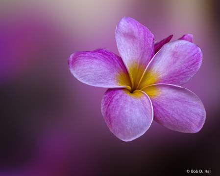 Pink Plumeria