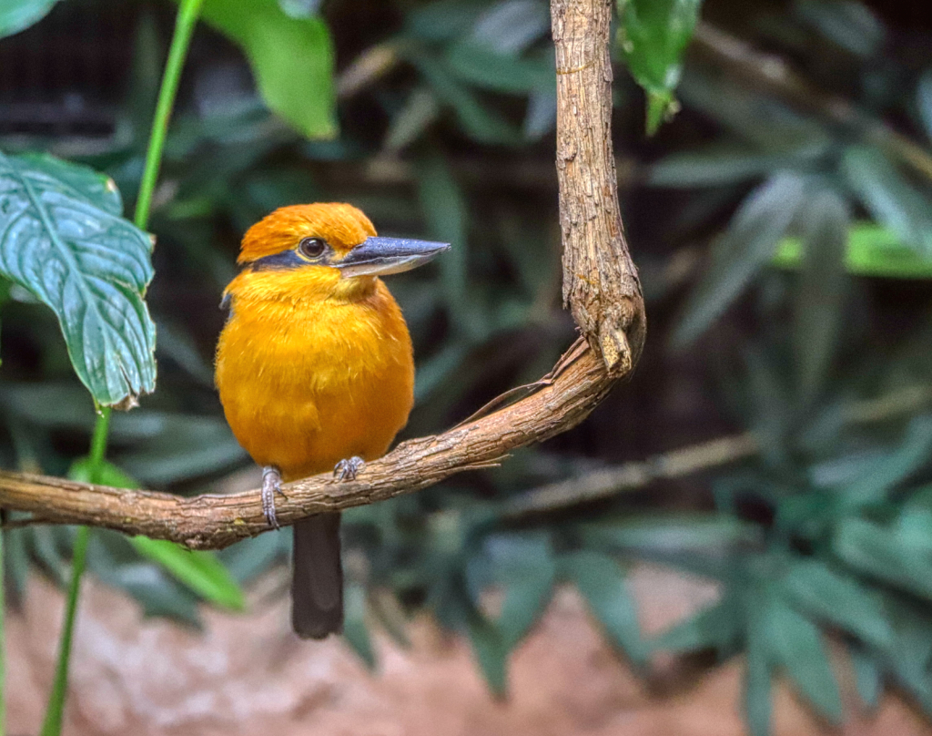 Macronesian Kingfisher;