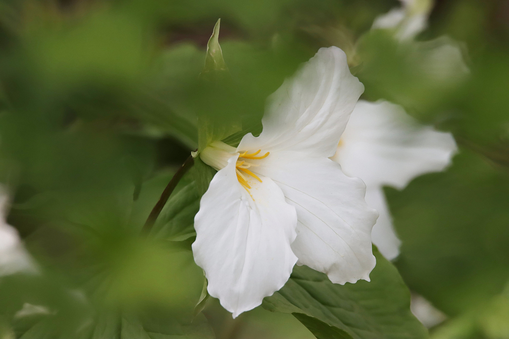 Woodland Beauty