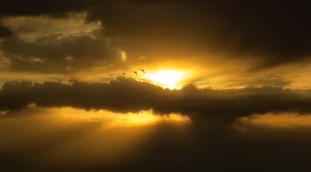 Birds And Morning Rays