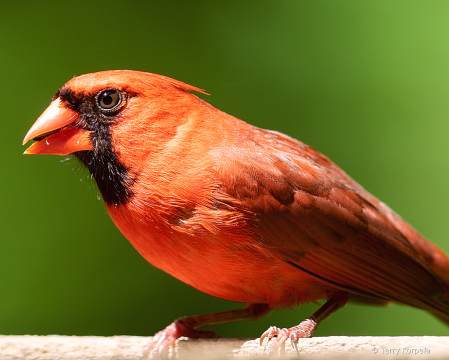 Northern Cardinal (Male)