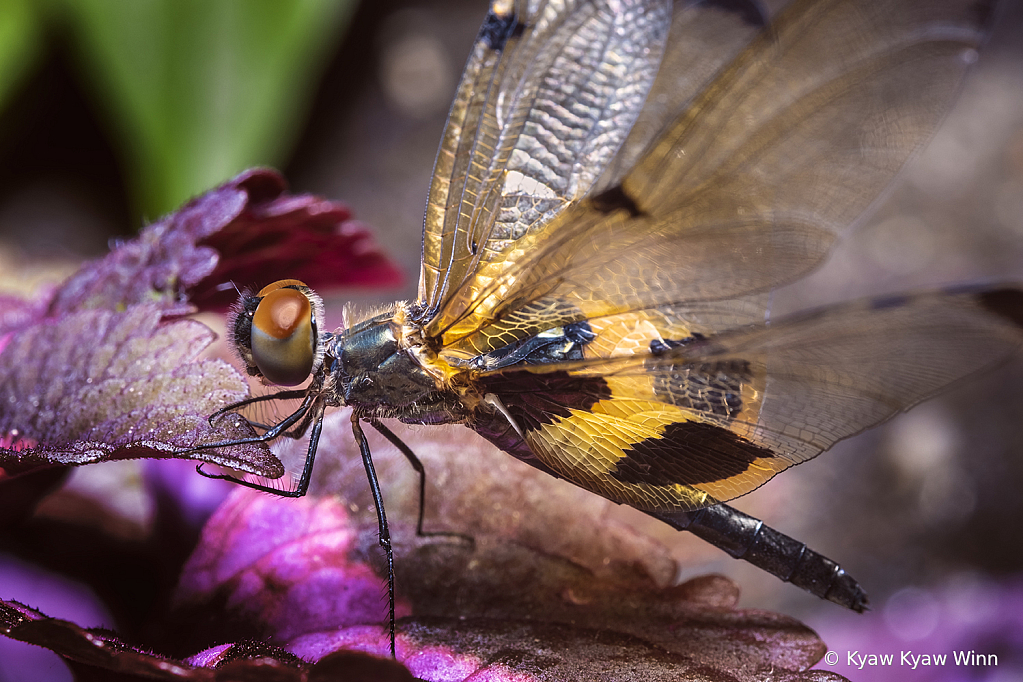 Colorful Dragonfly