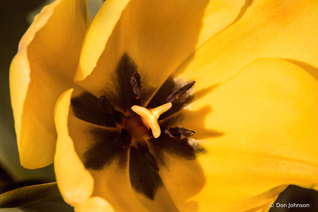 Inside a Yellow Tulip 4-2-22 100