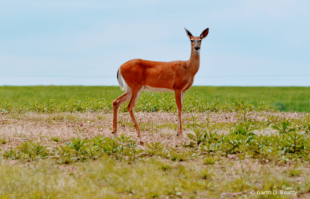 Mother Deer Checking Me Out