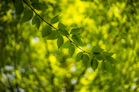 New Spring Leaves