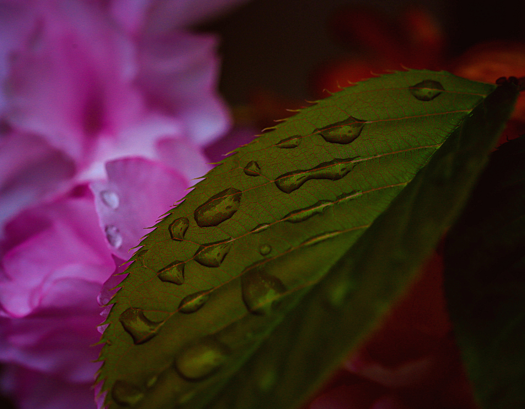 Water on Petals