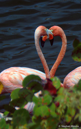 Flamingo heart