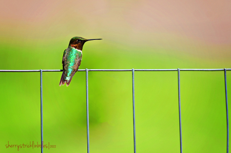 Hummingbird