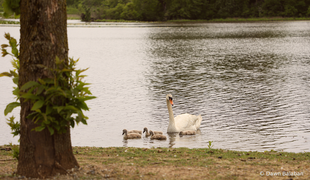 Momma six  Gosling's 