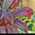 © Kelley J. Heffelfinger PhotoID # 16003944: Foliage & Fruit