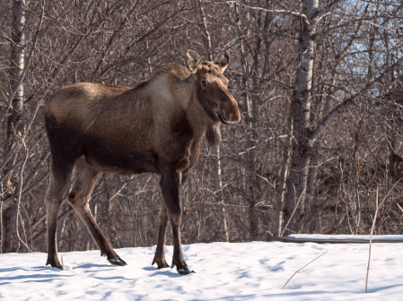 Moose in Alaska