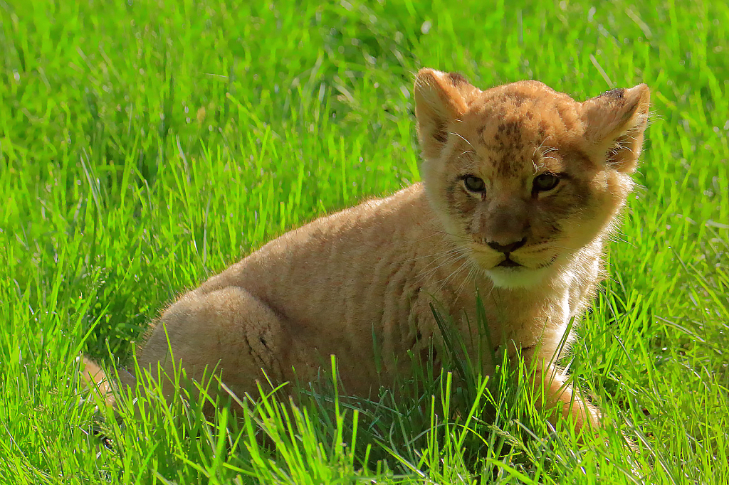 Baby Lion