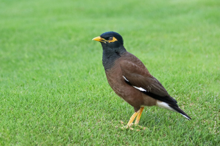 Common Myna