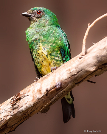 Swallow Tanager (Female)