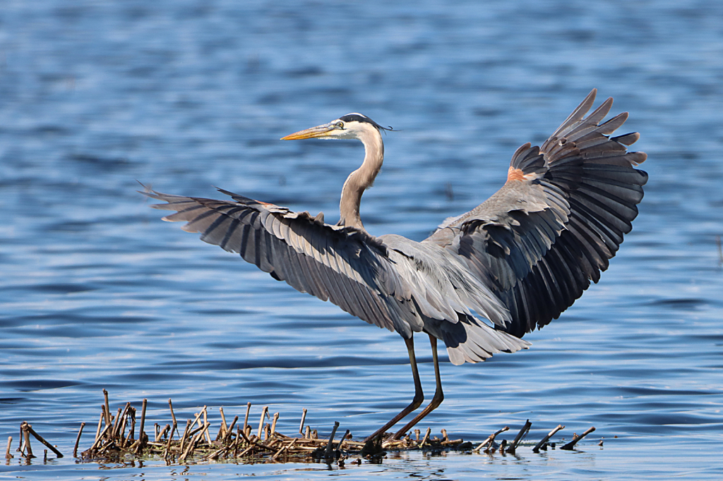 Great Blue Heron 2